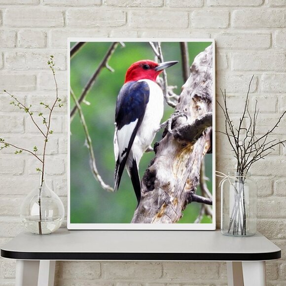 16x20‎ Red Headed Woodpecker on a Limb Oil Painting Print - Picture 3 of 4